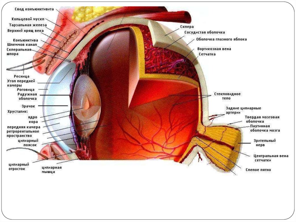 Глазная на латинском. Строение глазного яблока анатомия латынь. Мышцы глаза анатомия на латыни. Мышцы глазного яблока анатомия. Глаз строение глаза.