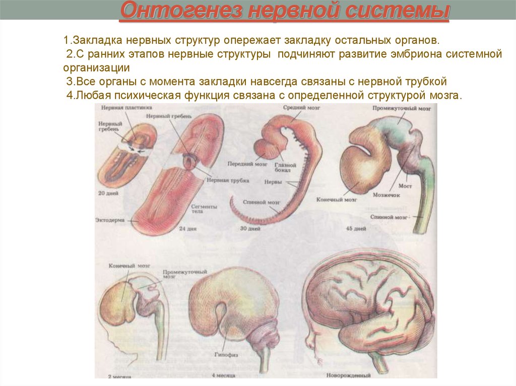 Онтогенез книги. Основные этапы онтогенеза центральной нервной системы человека. Онтогенез нервной системы стадии развития. Онтогенез нервной системы (3 мозгового пузыря, 5 мозговых пузырей).. Основные этапы онтогенеза нервной системы схема.