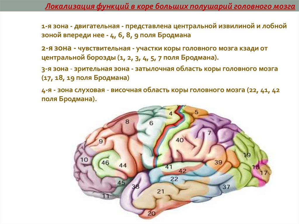 Основные зоны коры мозга. Локализация функций в коре полушарий мозга. Локализация функций в коре больших полушарий головного мозга. Локализация функций в коре больших полушарий. Локализация основных функций в коре головного мозга.