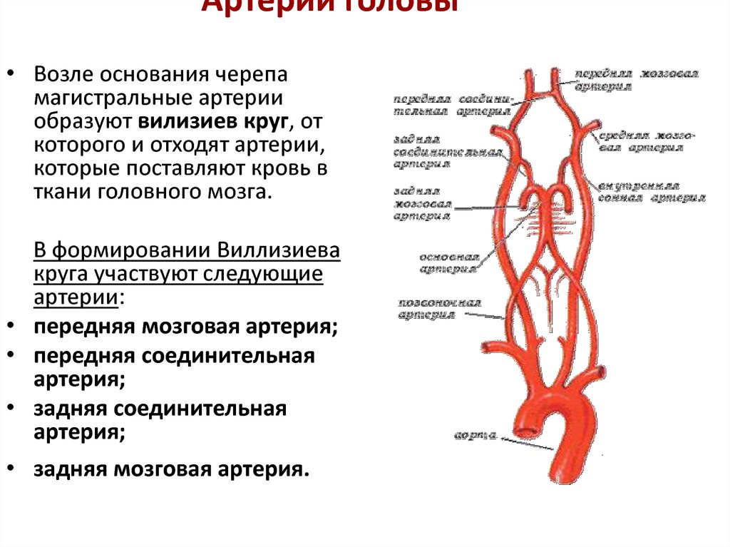 Схема артерий и вен. Брахиоцефальные артерии схема. Артерий брахиоцефального ствола. Схема магистральных сосудов артерий. Общая Сонная артерия схема.