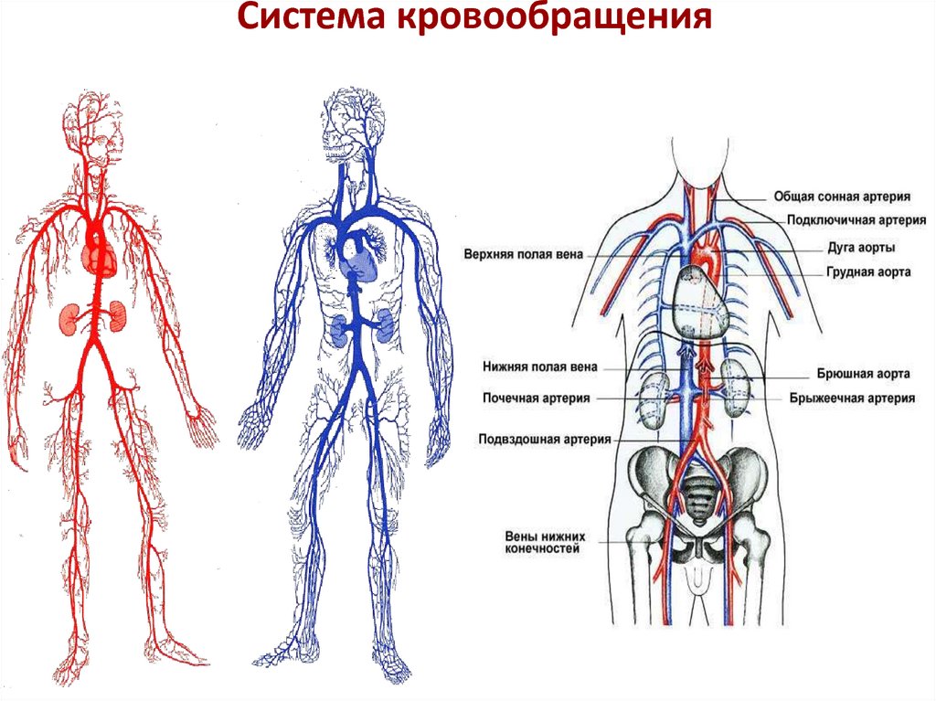 Самая большая вена у человека где находится. Артериальная и венозная система схема. Артериальная система кровообращения человека схема. Схема венозной системы большого круга кровообращения. Венозная система кровообращения человека схема.