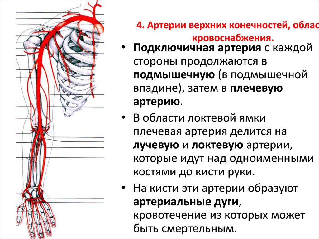 Операции верхних конечностей. Артерии верхней конечности кровоснабжение. Схема артериального кровотока верхней конечности. Кровоснабжение верхней конечности топографическая анатомия. Схема сосудов подключичной артерии.
