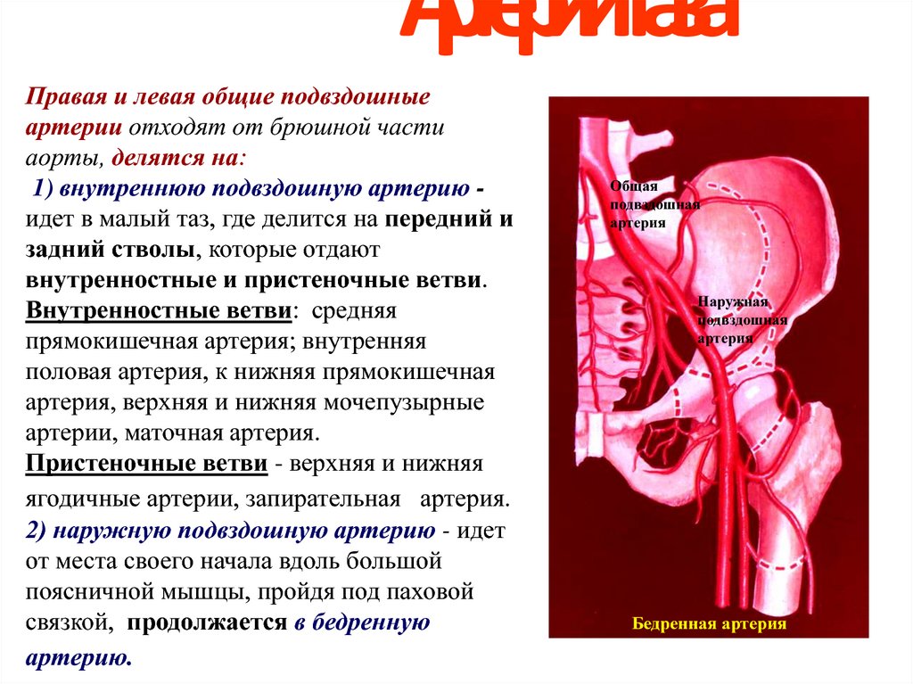 Правая подвздошная артерия. Анатомия кровообращение малого таза. Наружные и внутренние подвздошные сосуды. Артерии малого таза анатомия. Пристеночные артерии таза.