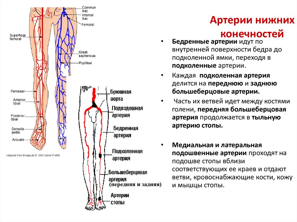 Особенность строения вены по сравнению с артерией. Схема артерий нижних конечностей вид спереди. Кровоснабжение нижней конечности схема вены. Система кровообращения человека схема нижних конечностей. Артерии сосудов нижних конечностей анатомия.