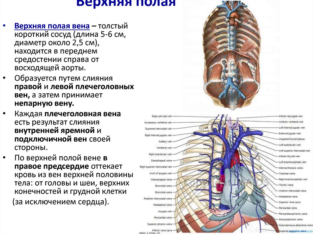 Система верхней полой вены правая половина. Верхняя полая Вена анатомия топография. Вены анатомия верхняя полая Вена. Верхняя и нижняя полая Вена анатомия. Верхняя полая Вена топография притоки.