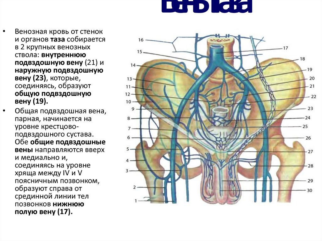 Висцеральные притоки. Анатомия вены органов малого таза. Подвздошная Вена малого таза. Левая наружная подвздошная Вена. Внутренняя подвздошная Вена схема.
