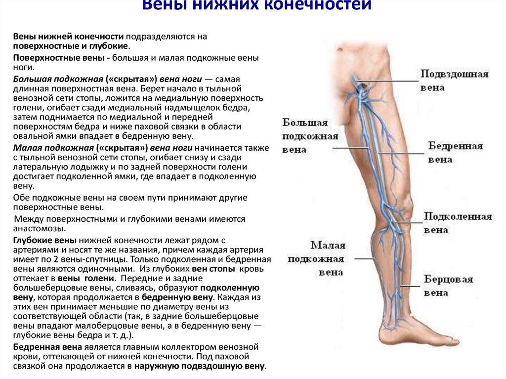 Вены внизу ноги. Малая подкожная Вена нижней конечности. БПВ вен нижних конечностей анатомия. Большая подкожная Вена ноги анатомия. Структура вены нижних конечностей.