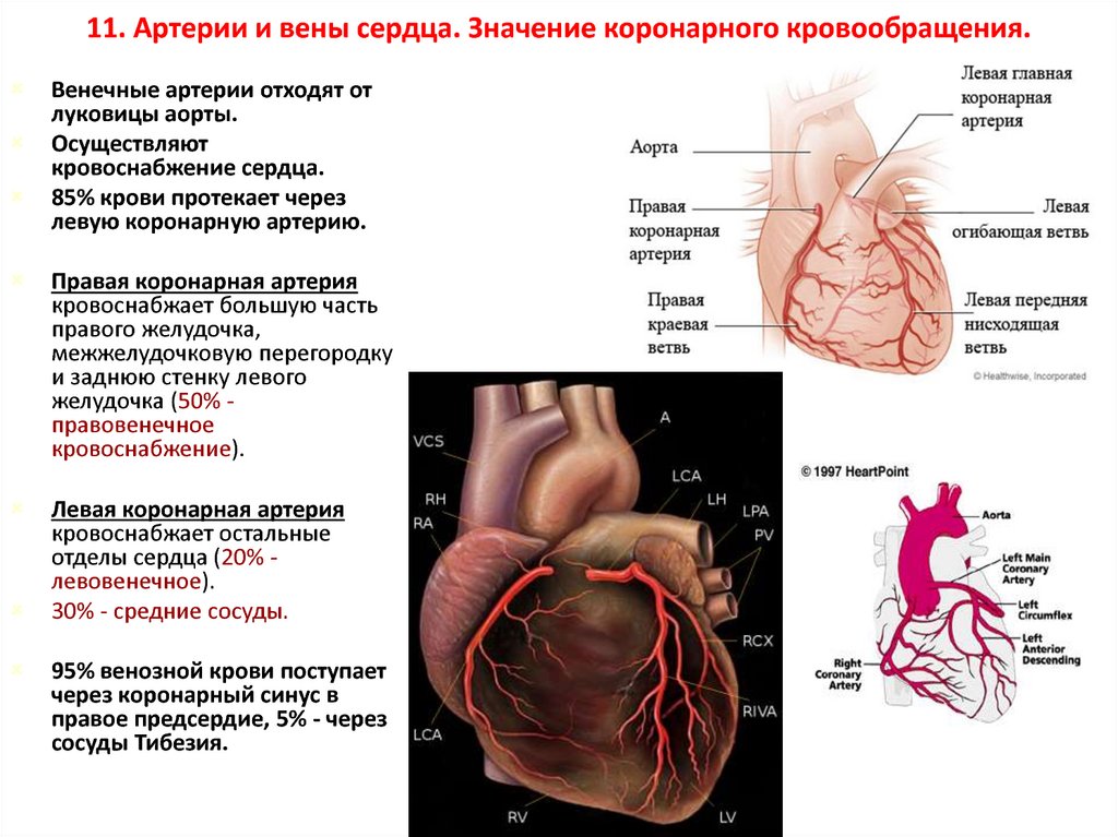 Правая сердечная артерия. Коронарные венечные сосуды характеристика. Строение и кровоснабжение сердца. Эпикардиальные коронарные артерии. Левая огибающая коронарная артерия.