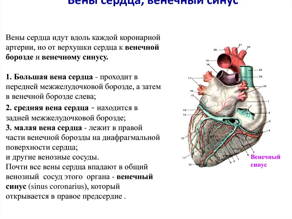 Левое предсердие какие вены. Венечный синус сердца впадает в. Система венечного синуса сердца. Вены системы венечного синуса сердца. Венечный синус сердца функции.