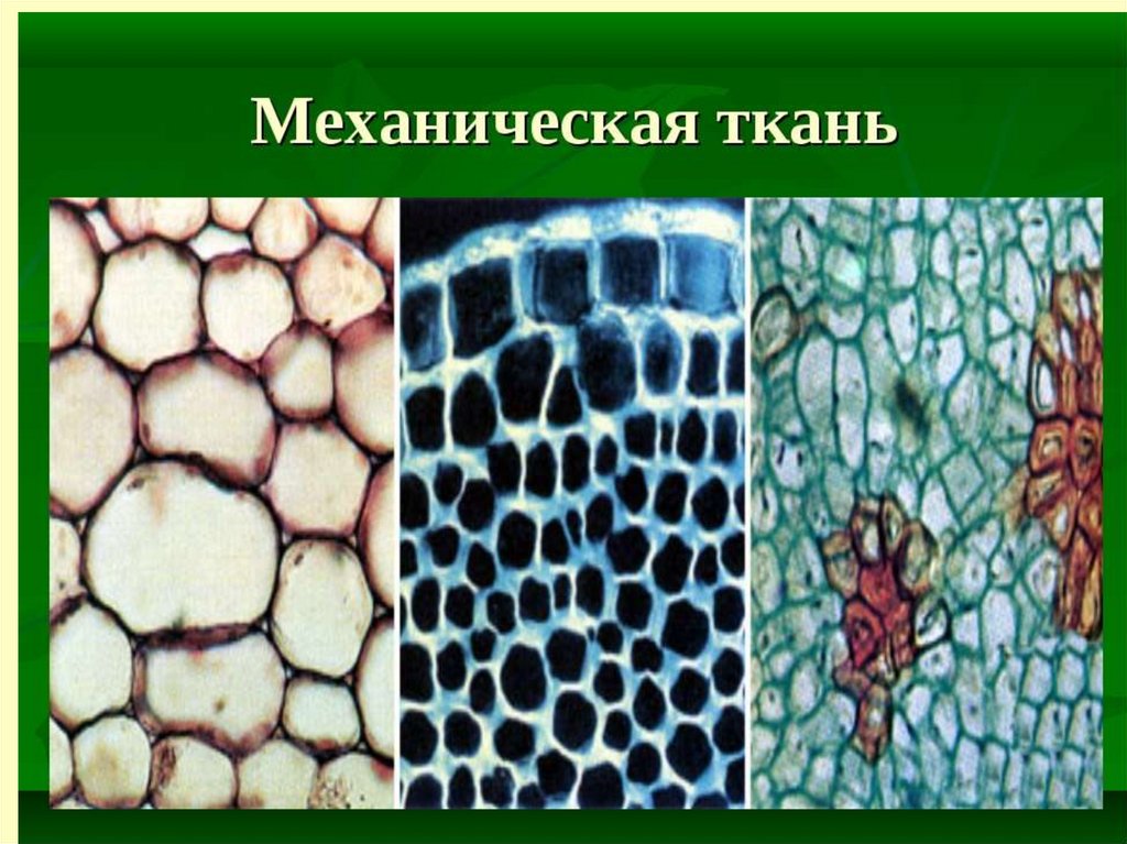 Выполняемые функции механической ткани растений. Ткани растений колленхима. Механическая ткань растений склеренхима. Склеренхима волокна и склереиды. Механич ткань растений.