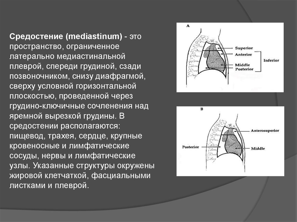 Средостение топографическая анатомия презентация