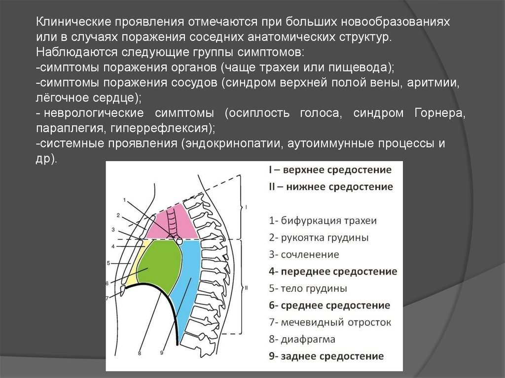 Опухоль средостения. Опухоли средостения классификация локализация. Границы средостения верхняя граница. Образования переднего верхнего средостения. Образования верхнего заднего средостения.