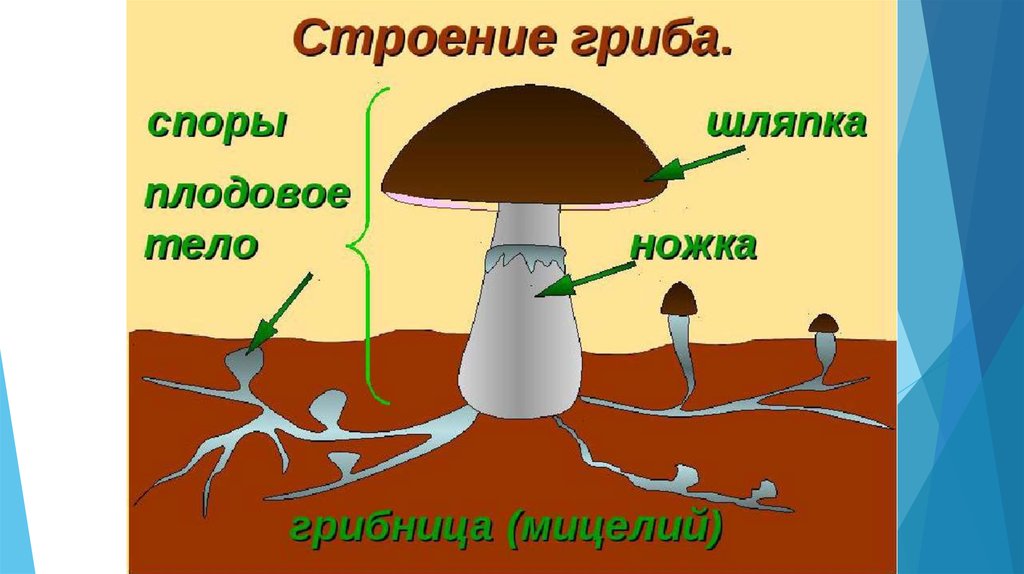 Рисунок гриба для биологии