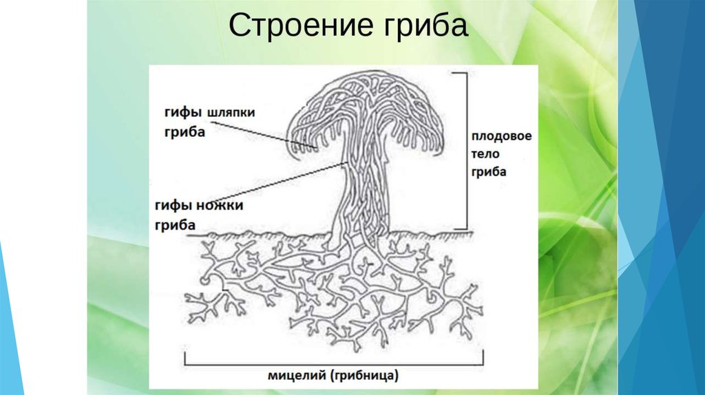 Строение гриба 10 класс