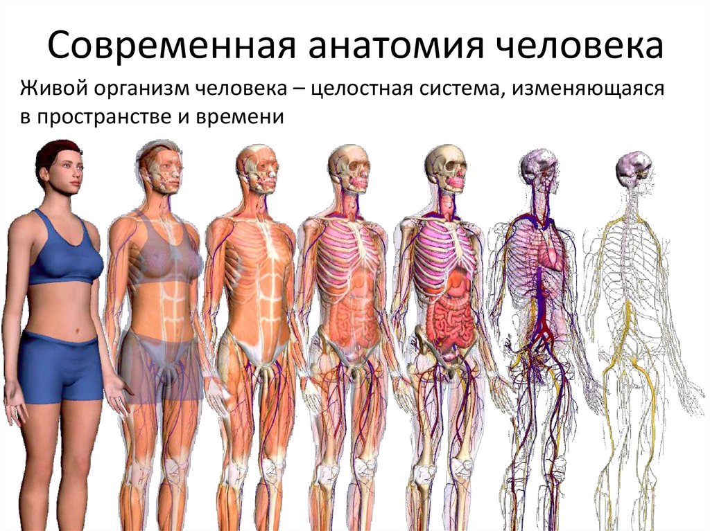 Человек сложнейшая и тончайшая. Организм человека. Тело человека. Человеческий организм. Человек современной анатомии.