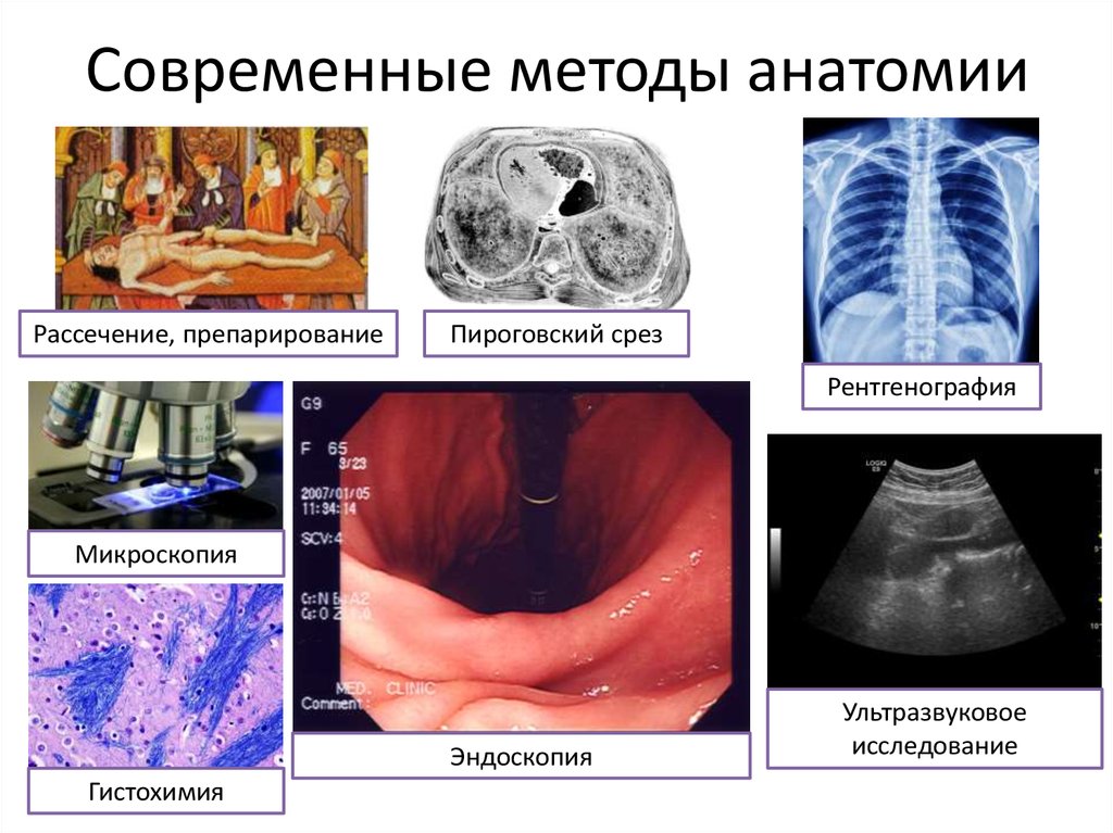 Методы изучения анатомии человека