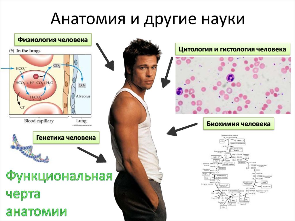 Анатомия разделы наук. Анатомия и другие науки. Сообщение о людях науки.