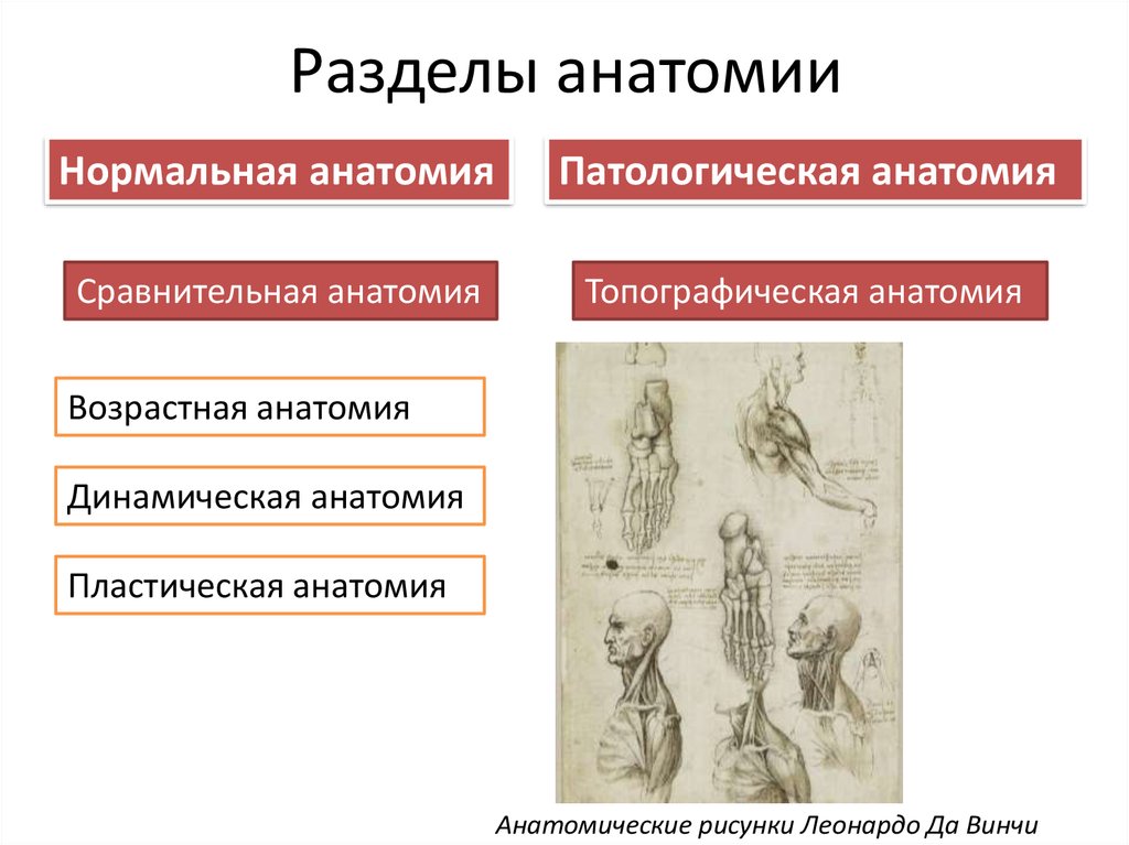 Разделы анатомии. Перечислите разделы анатомии. Разделы систематической анатомии. Разделы анатомии человека кратко.