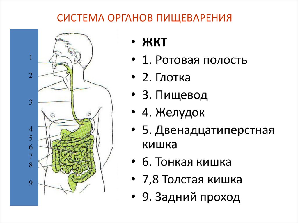 Заполните схему пищеварительная система