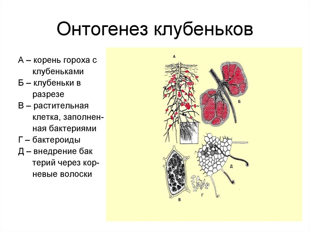 Клетка корня гороха. Этапы онтогенеза растений. Онтогенез бактерий. Онтогенез растений. Разрез корня с клубеньком.