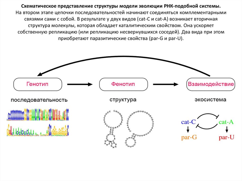 Цепочка последовательности