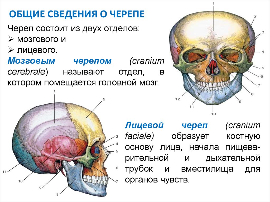 Кости мозгового черепа строение. Кости лицевого черепа строение. Череп строение Краниология.