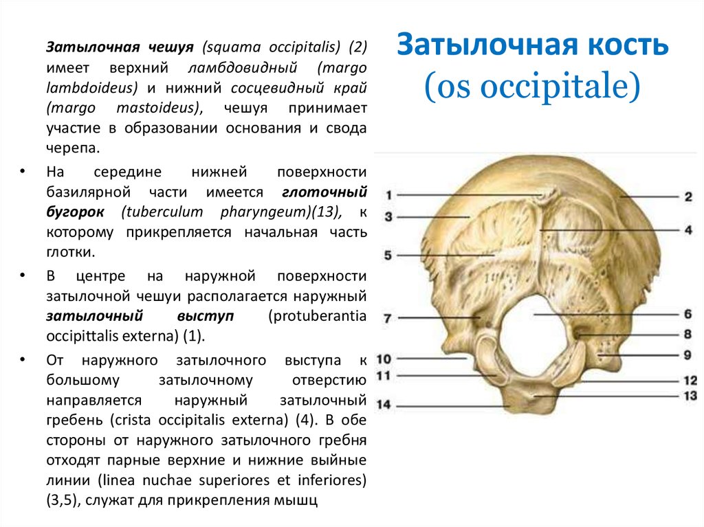Гребень латынь. Кости черепа затылочная кость. Затылочная кость черепа анатомия. Строение черепа человека затылочная кость. Анатомия затылочной кости черепа.