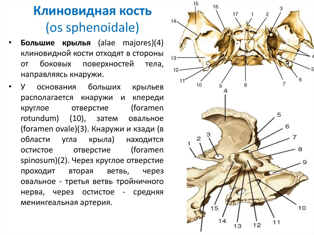 Клиновидная. Малые Крылья клиновидной кости в черепе. Крыловидный отросток клиновидной кости. Клиновидная кость (os sphenoidale). Клиновидная кость остистое отверстие.