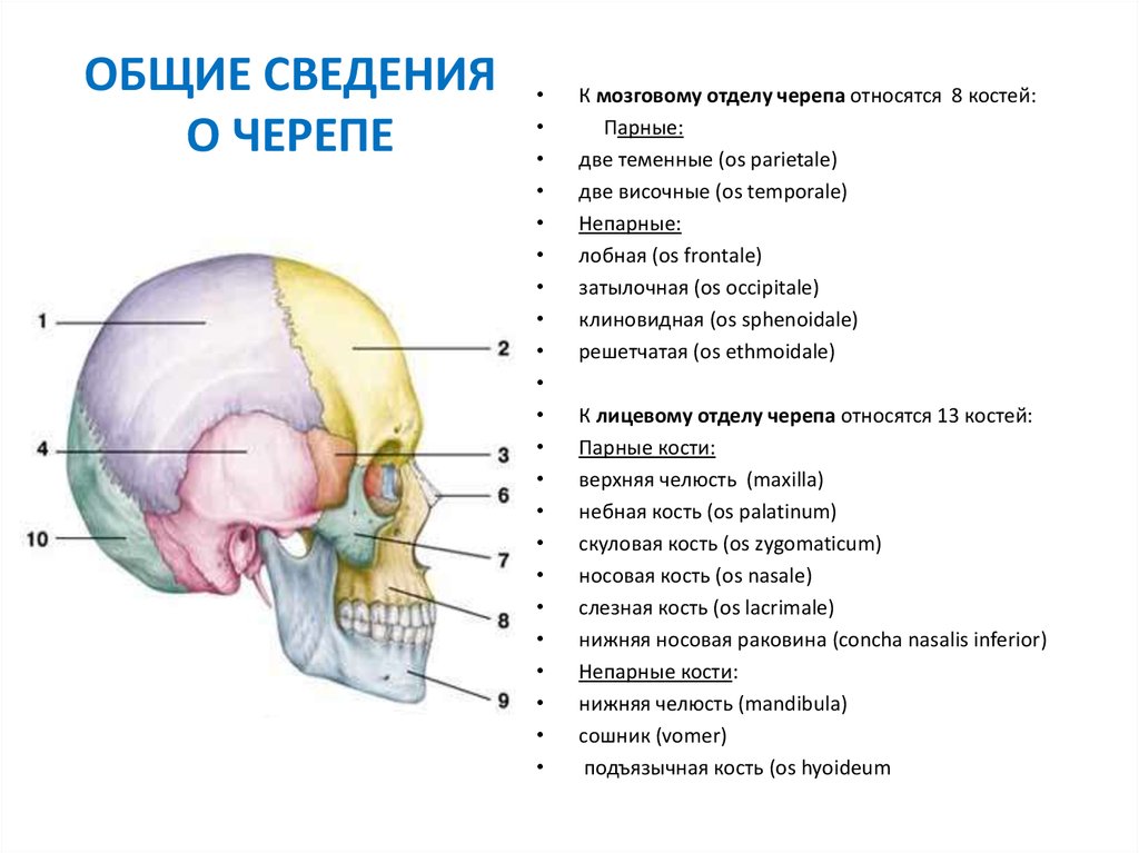 К какому отделу черепа относится скуловая кость. Строение черепа. Кости лицевого отдела черепа анатомия. Развитие лицевого отдела черепа.