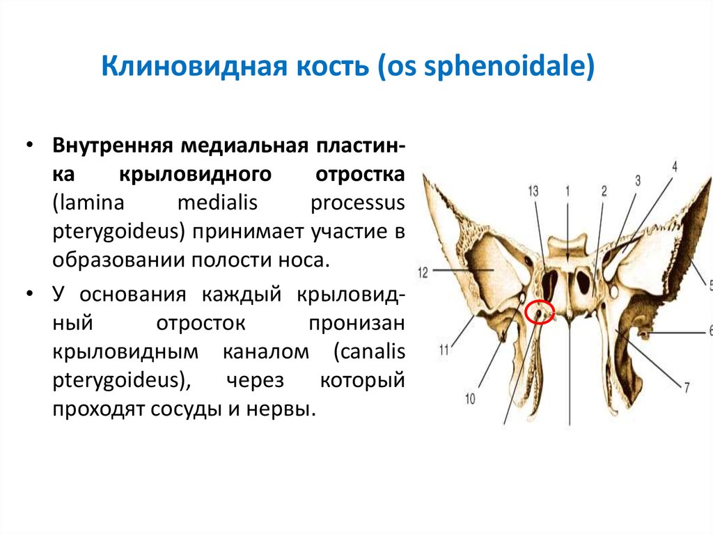 Подвисочный гребень клиновидной кости. Клиновидная кость мед универ. Крыловидный отросток клиновидной кости кт. Крыловидная кость анатомия животных. Клиновидные раковины клиновидной кости.