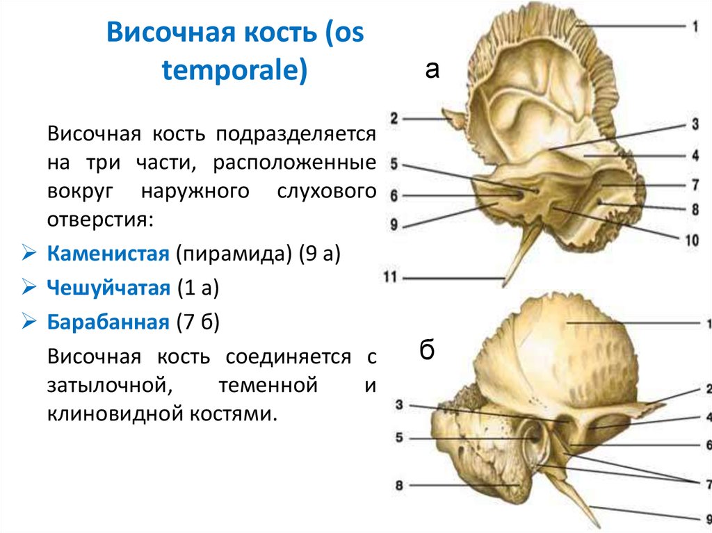 Изменения височной кости. Височная кость анатомия строение. Височная кость анатомия Синельников. Сосцевидный отросток пирамиды височной кости. Строение височной кости черепа анатомия.