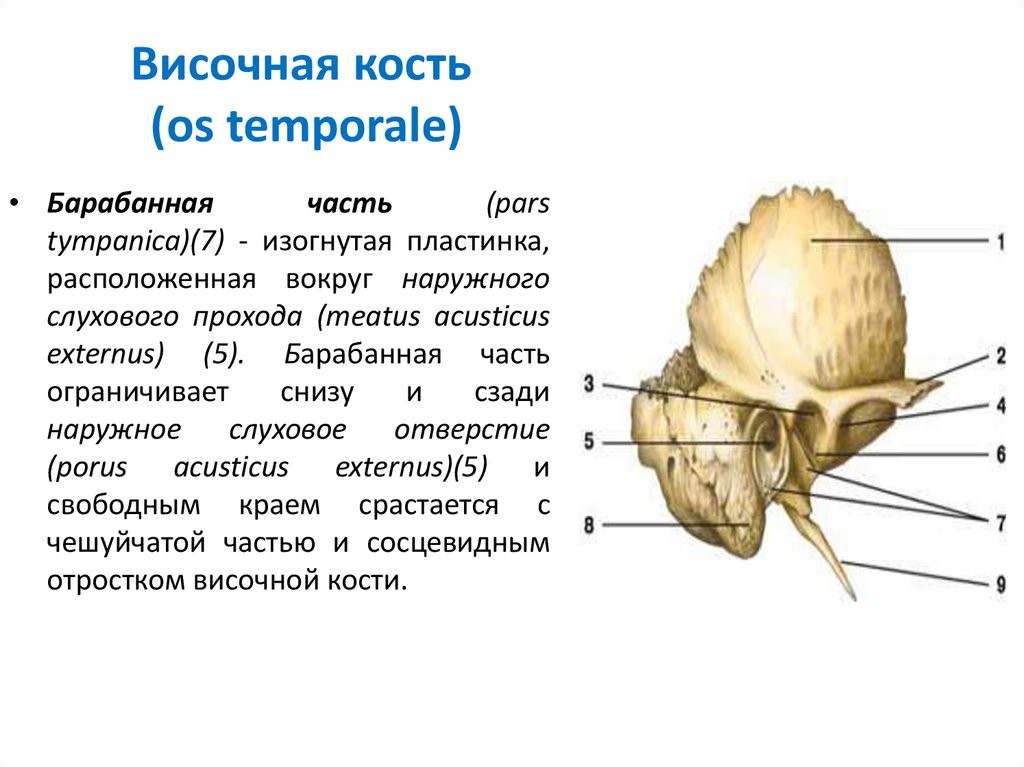 Изменения височной кости. Височная кость кость черепа. Височная кость строение Синельников. Височная кость части отверстия и каналы. Сосцевидный отросток пирамиды височной кости.