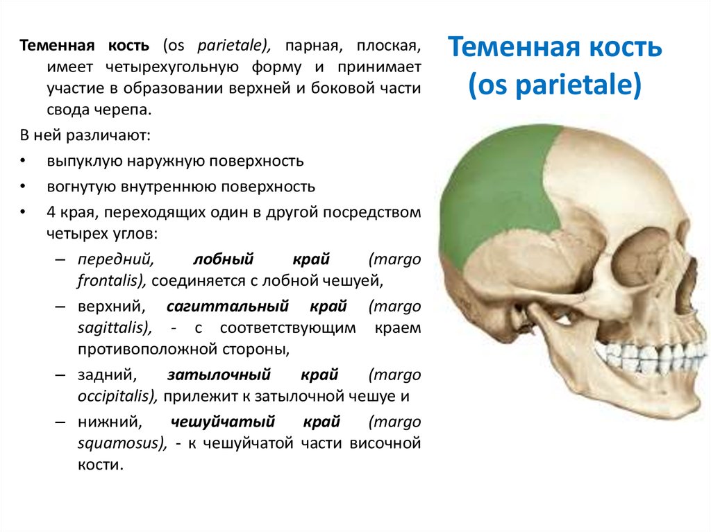 Лобная теменная затылочная кость. Теменная кость черепа строение. Теменные кости черепа анатомия. Теменная часть черепа анатомия. Верхняя височная линия теменной кости.
