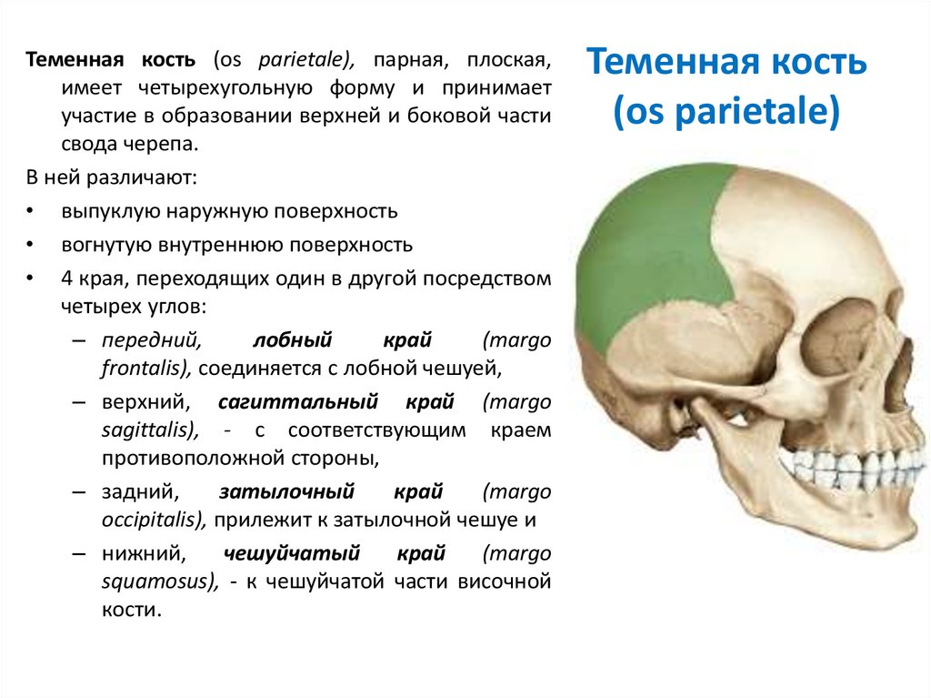 Симметричная кость. Теменная кость, os parietale:. Верхняя височная линия теменной кости. Височная линия на черепе. Место прикрепления лобной кости.