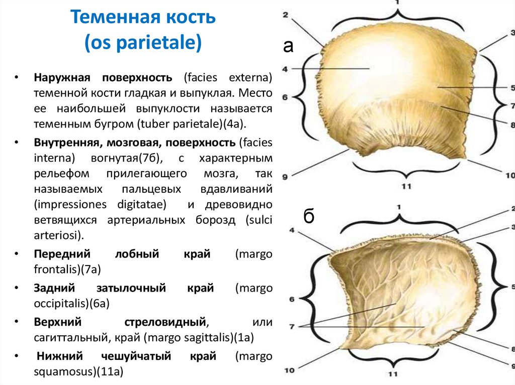 Теменная кость является костью. Кости черепа человека анатомия теменная кость. Теменная кость черепа анатомия человека. Третья задняя теменная кость. Теменная кость Тип кости.