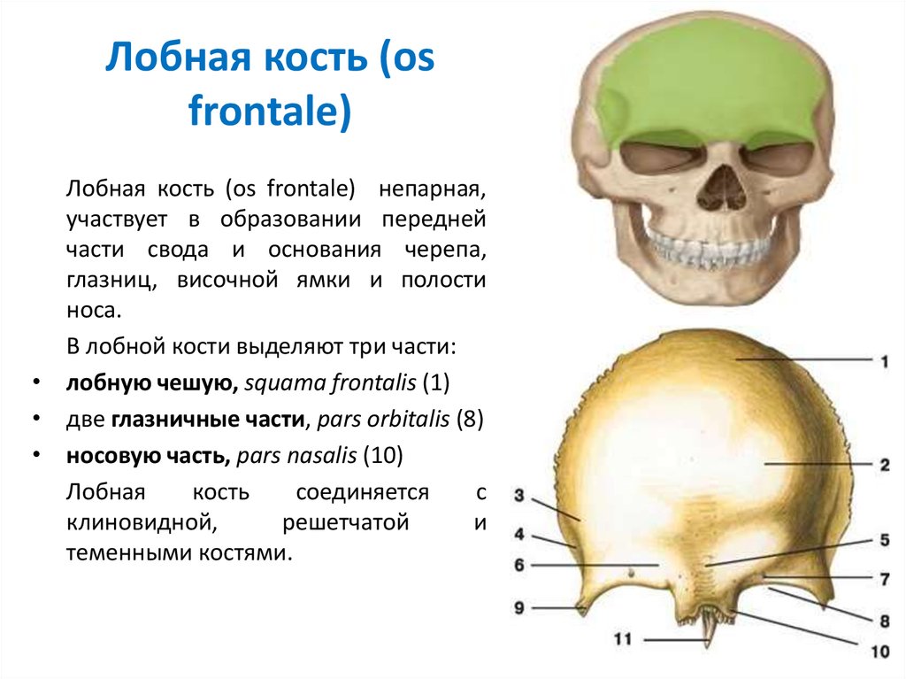 Лобная кость отростки. Глабелла лобной кости. Строение лобной кости анатомия. Анатомия лобной кости черепа. Лобная кость черепа строение.