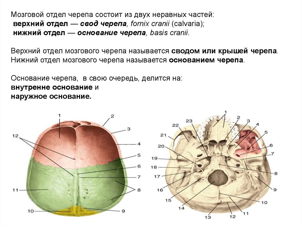 Свод головного мозга. Свод (крыша) мозгового черепа. Краниология черепа анатомия. Свод черепа анатомия строение. Строение свода черепа.