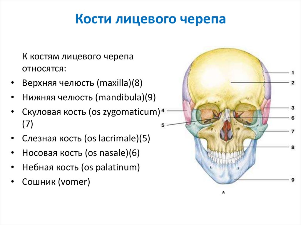 Отдел скелета череп особенности строения функции. Кости лицевого отдела черепа человека. Кости лицевого отдела черепа кратко. Лицевые кости черепа человека анатомия. Назовите кости лицевого отдела черепа.
