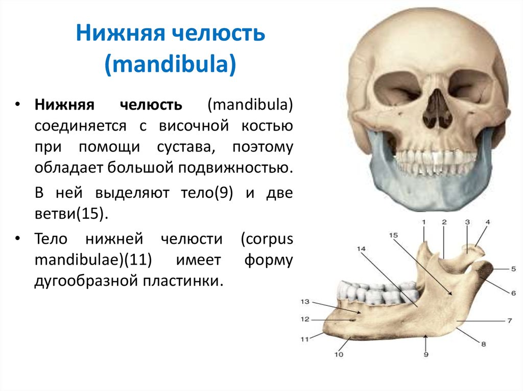 Нижняя челюсть с черепом подвижные. Строение челюсти. Строение нижней челюсти. Строение челюсти человека.