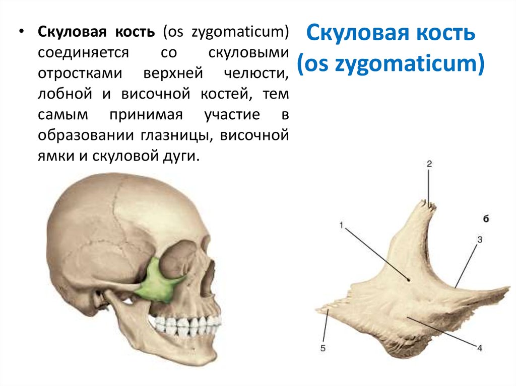 Скуловая дуга картинки