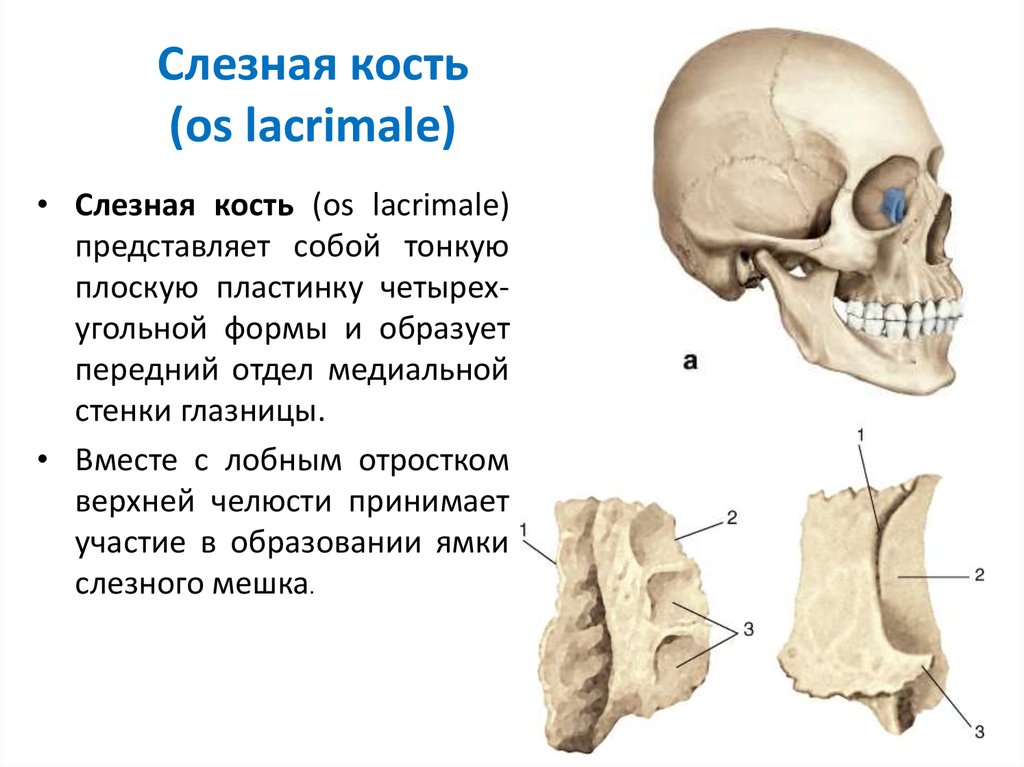 Какими цифрами на рисунке обозначены непарные кости мозгового отдела черепа