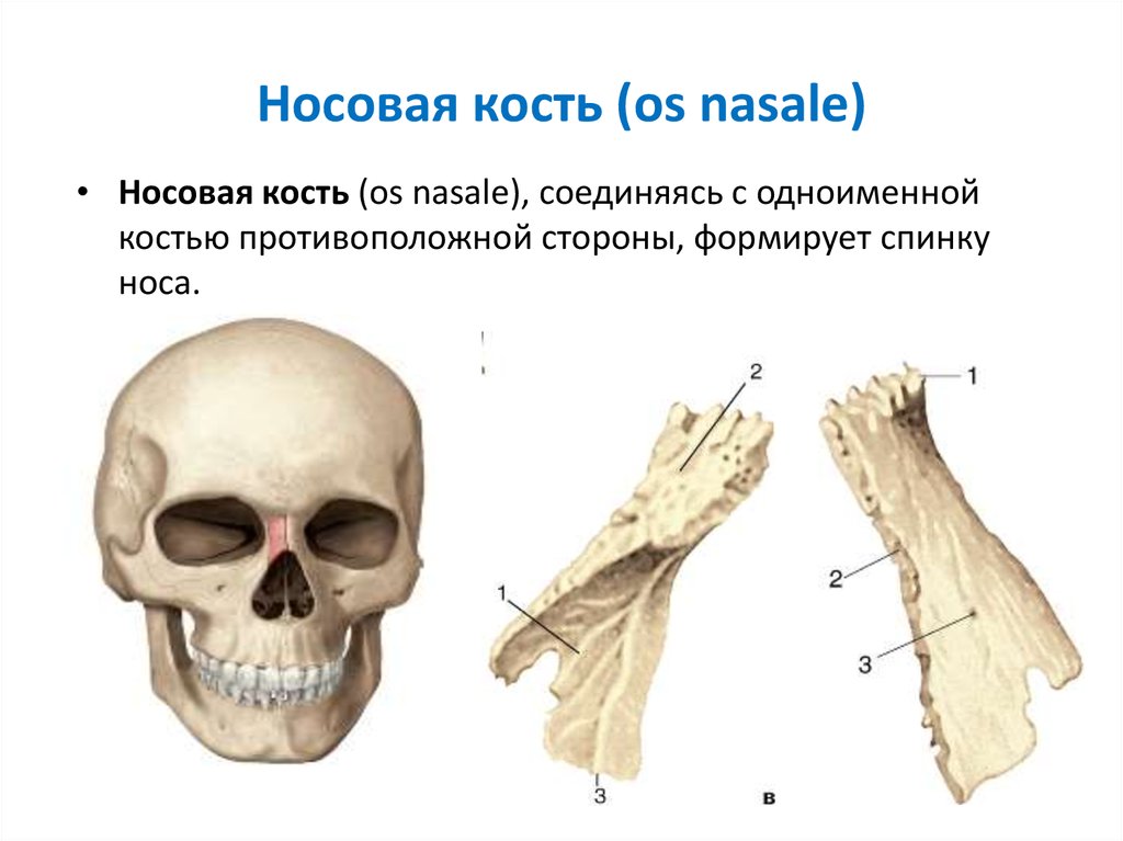 Кости носа. Носовая кость анатомия медунивер. Носовая кость вид сбоку. Носовая кость кость 1.7.