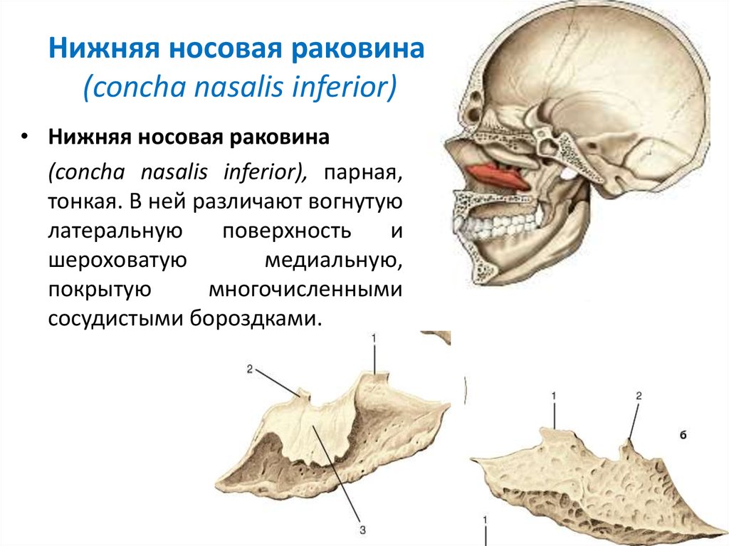 Носовая кость лицевого черепа. Сошник нижняя носовая раковина строение. Нижняя носовая раковина кость черепа. Носовая раковина анатомия кость.