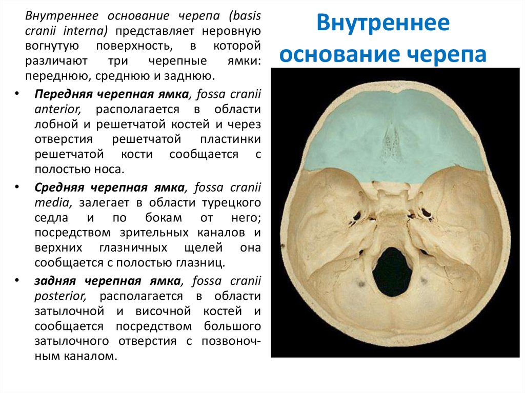 Для перелома основания черепа характерно. Отверстия основания черепа анатомия. Основание черепа 3 ямки.