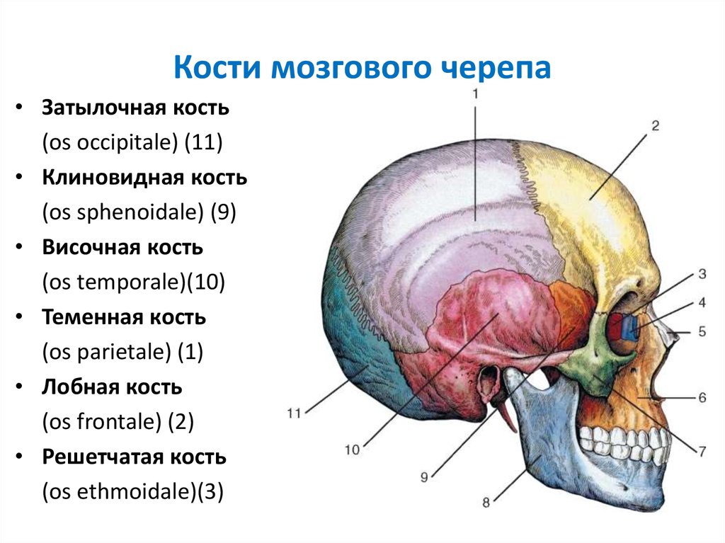 Скелет головы особенности строения. К Мозговому отделу черепа относятся кости. Строение костей мозгового отдела черепа человека. Кости мозгового отдела черепа таблица. Парные кости мозгового отдела черепа: (височная, теменная).