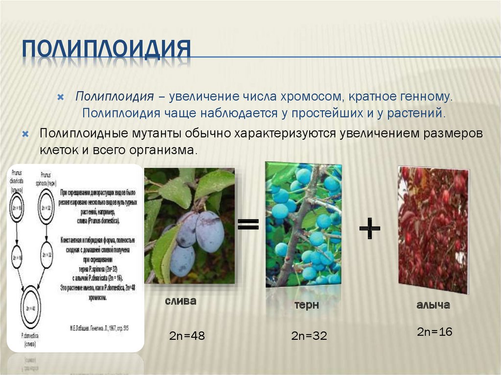 Для каких организмов применялся метод полиплоидизации. Сорта растений полиплоидия. Полиплоидные мутации примеры. Пример полиплоидии мутации у растений. Полиплоидные формы растений.