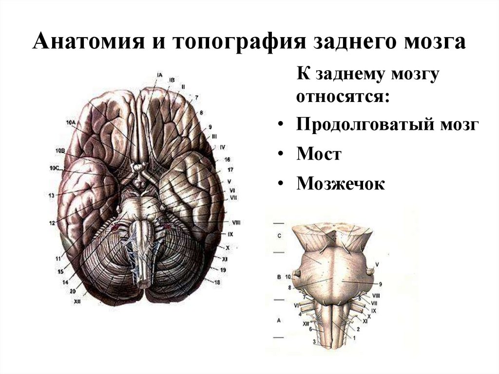 Задний мозг презентация анатомия