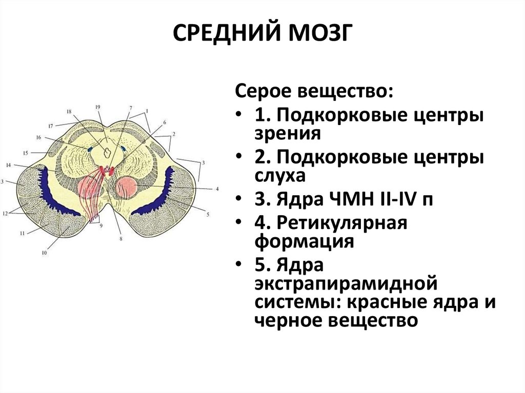 Функции структур среднего мозга. Основная структура среднего мозга. Отделы среднего мозга схема. Перечислите структуры среднего мозга. Срез среднего мозга с ядрами.