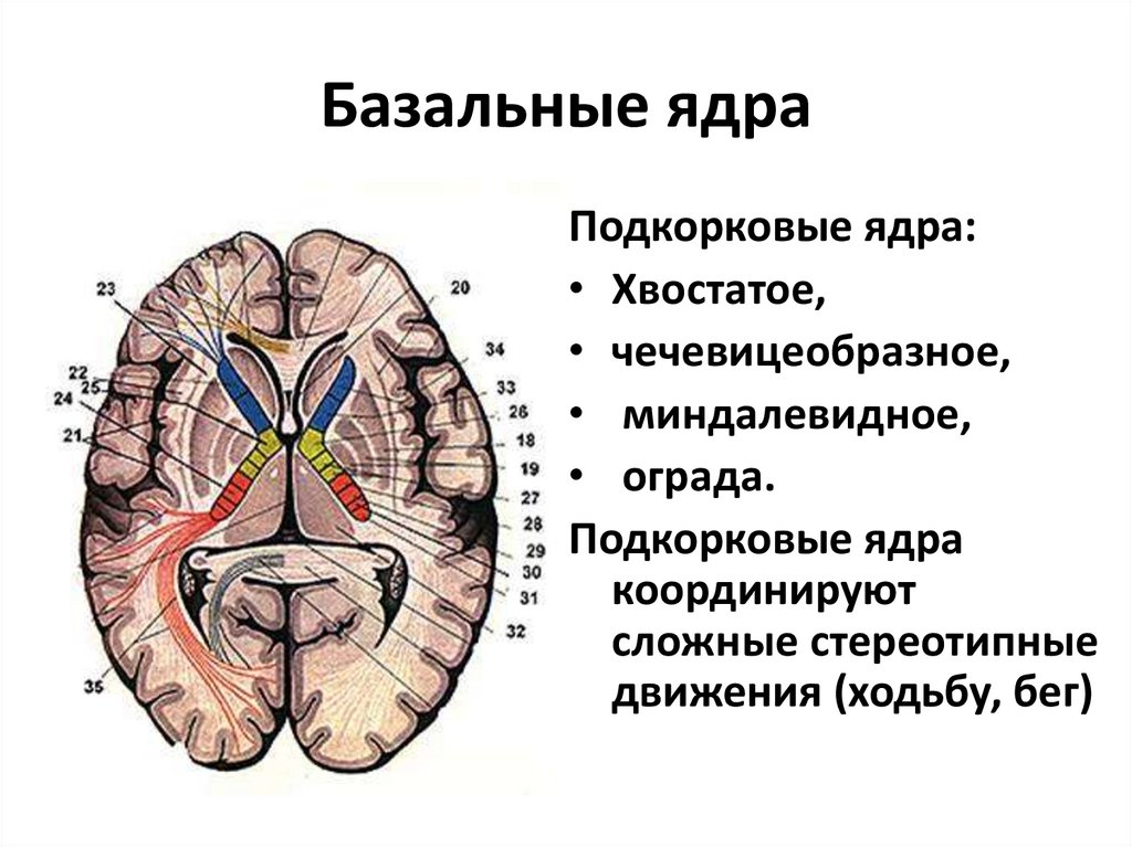 Изменение в базальных отделах. Базальные ядра головного мозга анатомия. Функции базальных ядер схема. Базальные ядра на кт схема. Базальные ядра головного мозга функции.