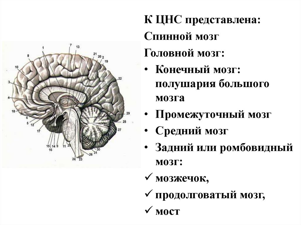 Анатомия цнс презентация